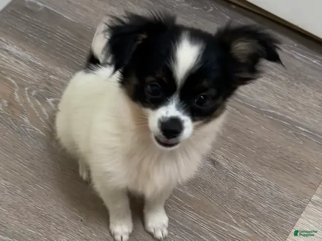Mixed Breed dogs Teacup Hypoallergenic Female - Ad 2