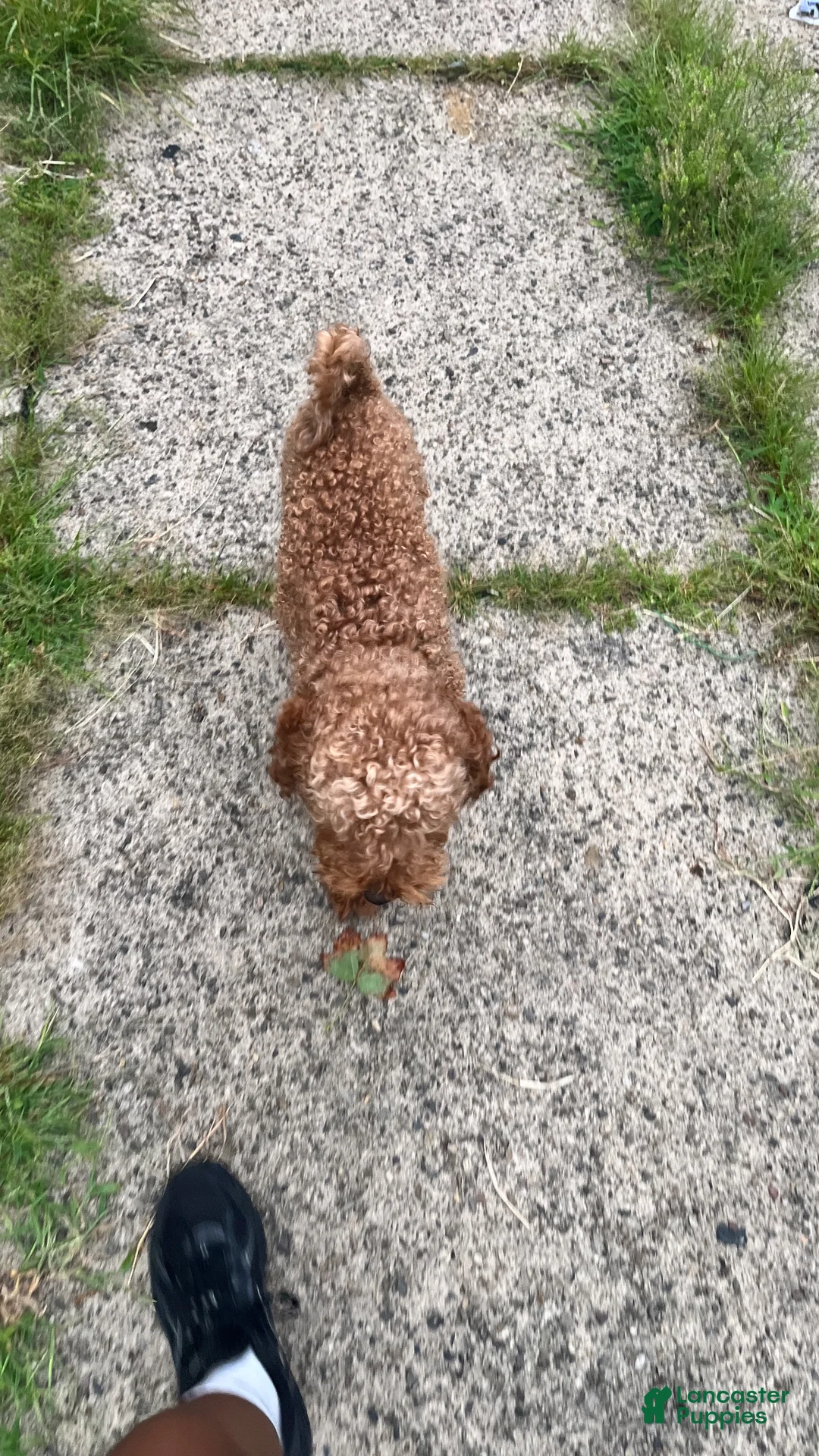 Mini Goldendoodle dogs for sale: Mini Goldendoodle Puppy 1 - Ad 10