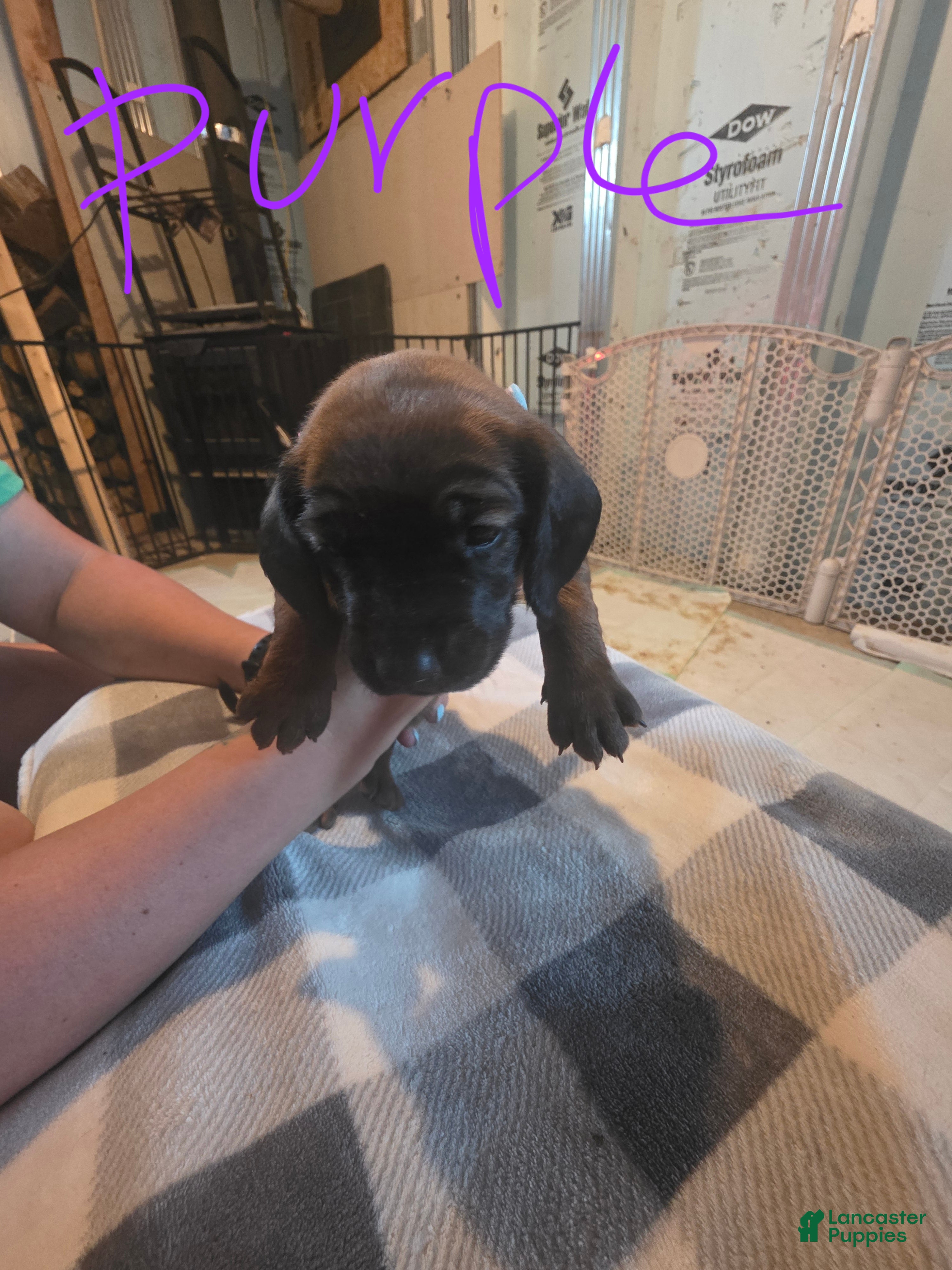 Other breed dogs Bavarian Mountain Scent Hound Purple Female Pup - Ad 15