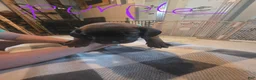 Other breed dogs for sale: Bavarian Mountain Scent Hound Purple Female Pup - Ad 1