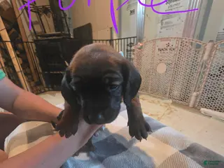 Other breed dogs Bavarian Mountain Scent Hound Purple Female Pup - Ad 15