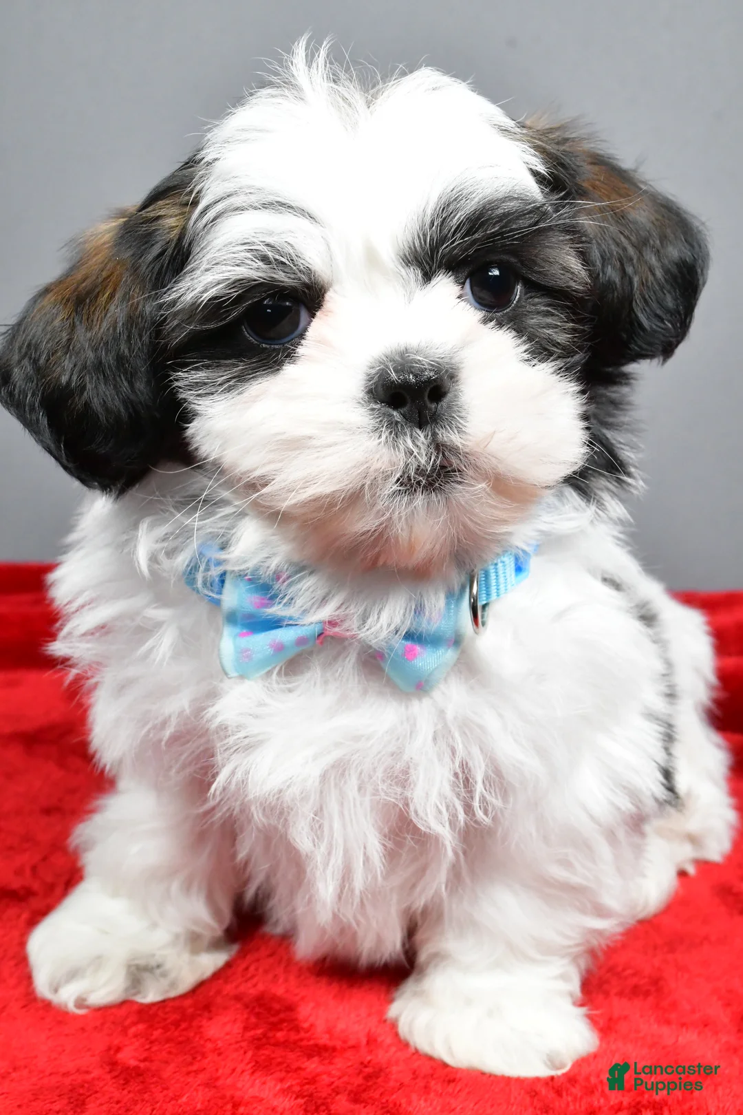 Shih Tzu dogs for sale: Anderson - Ad 8
