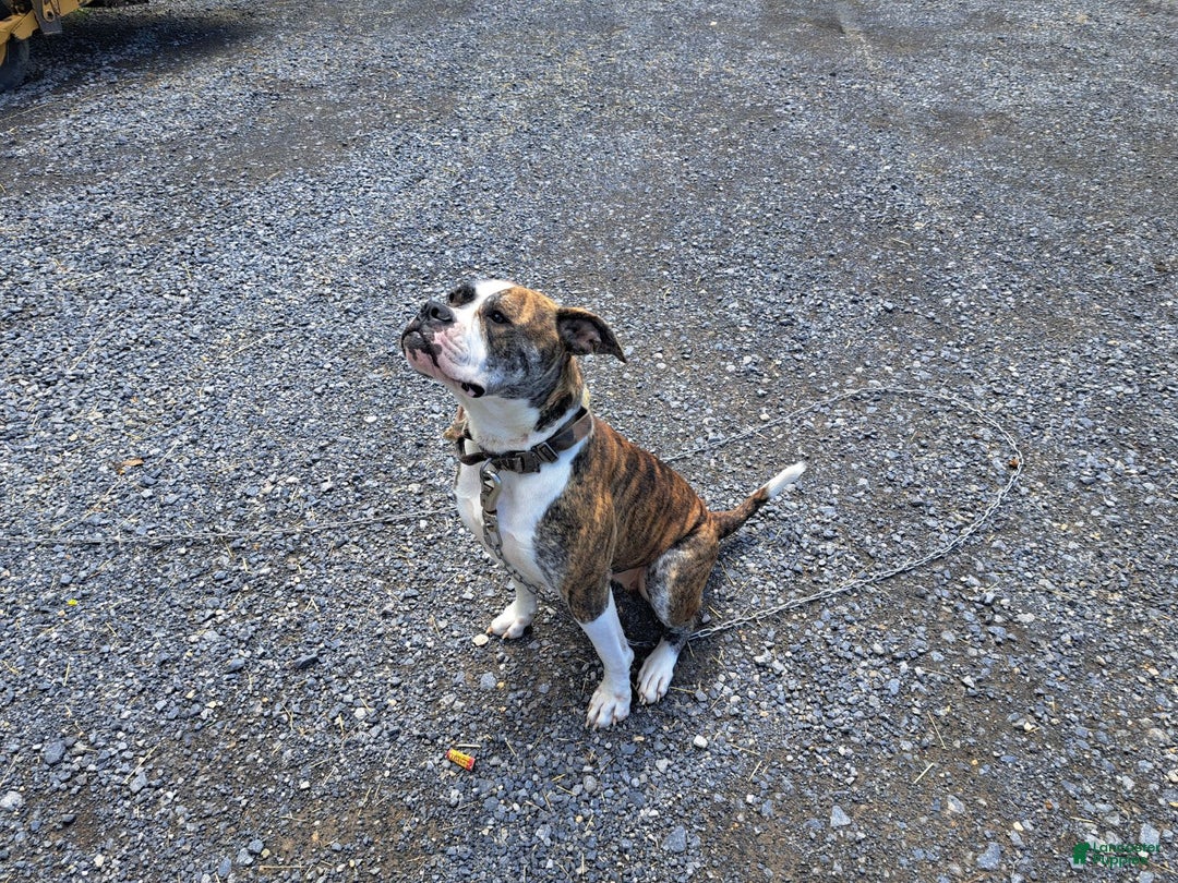 Gallery Image {{count}}