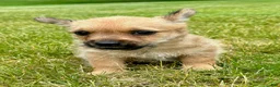 Chorkie dogs for sale: Chorkie 3 - Ad 3