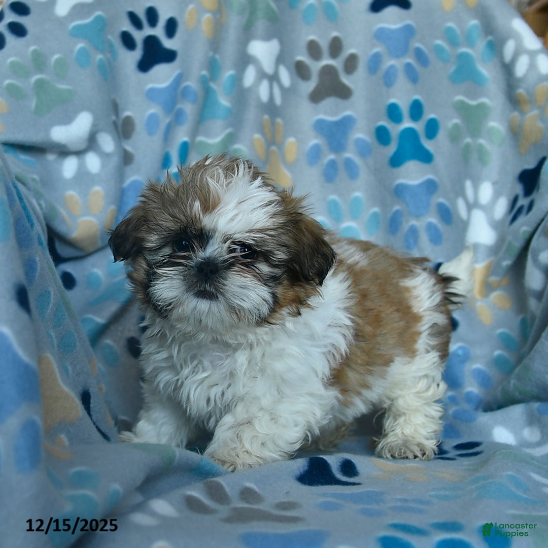 Shih Tzu dogs for sale: Holly - Ad 2