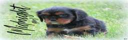 Cavalier King Charles Spaniel dogs for sale: Midnight - Ad 7