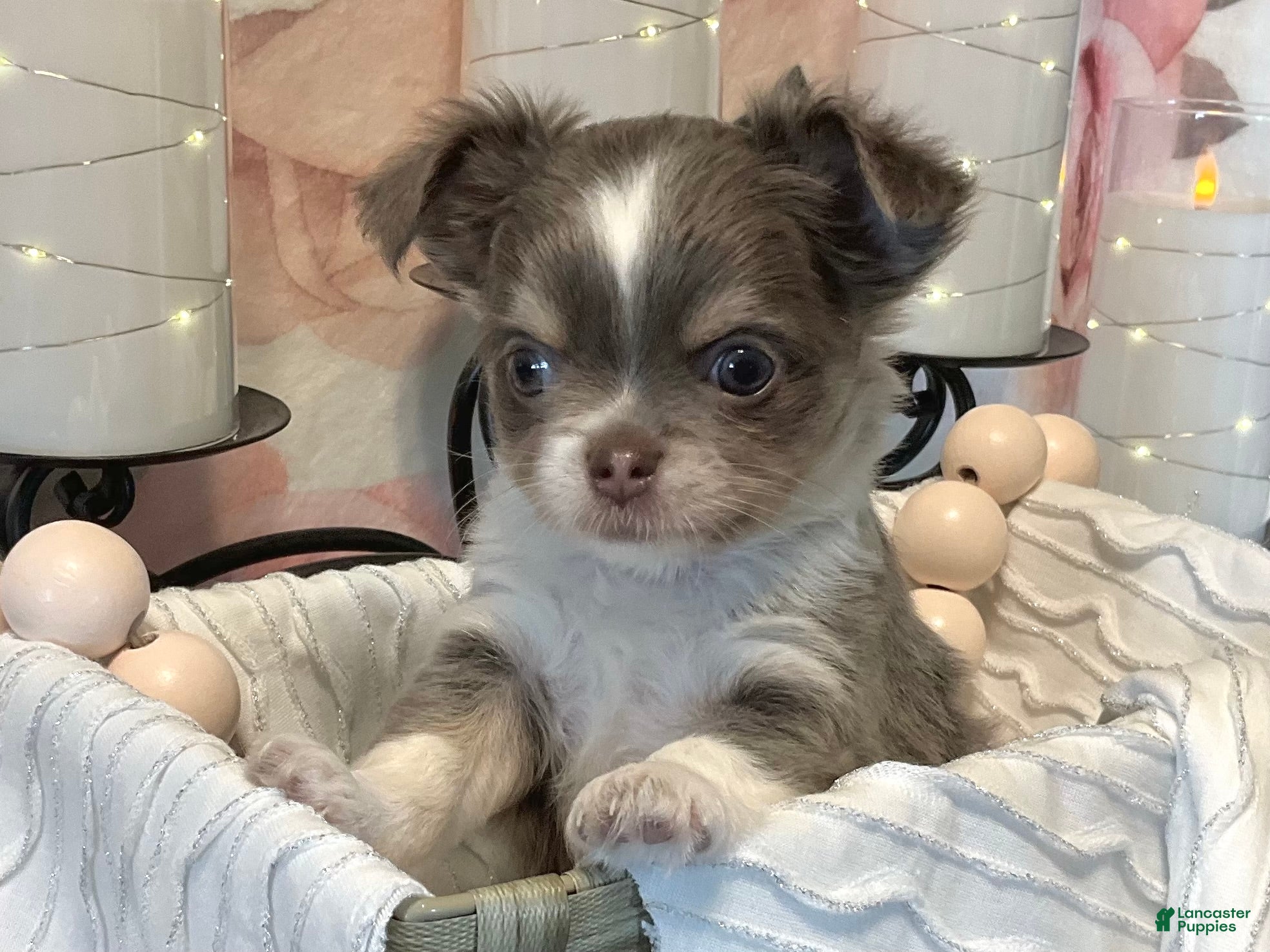 Chihuahua dogs Nova - Ad 1