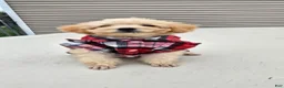 Toy Poodle dogs for sale: Gizmo - Ad 8
