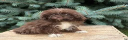 Shih Tzu dogs for sale: Hallie - Ad 4