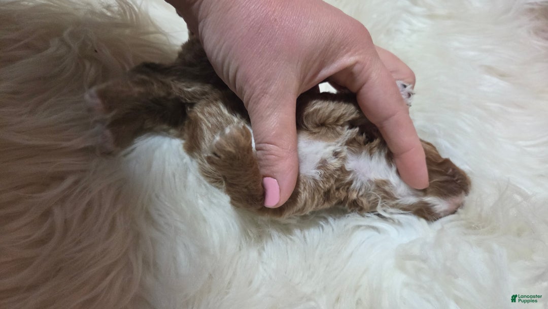 Cavapoo dogs for sale: Trey - Ad 14