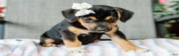 Mixed Breed dogs for sale: Adara Beagle Mix Pup - Ad 4