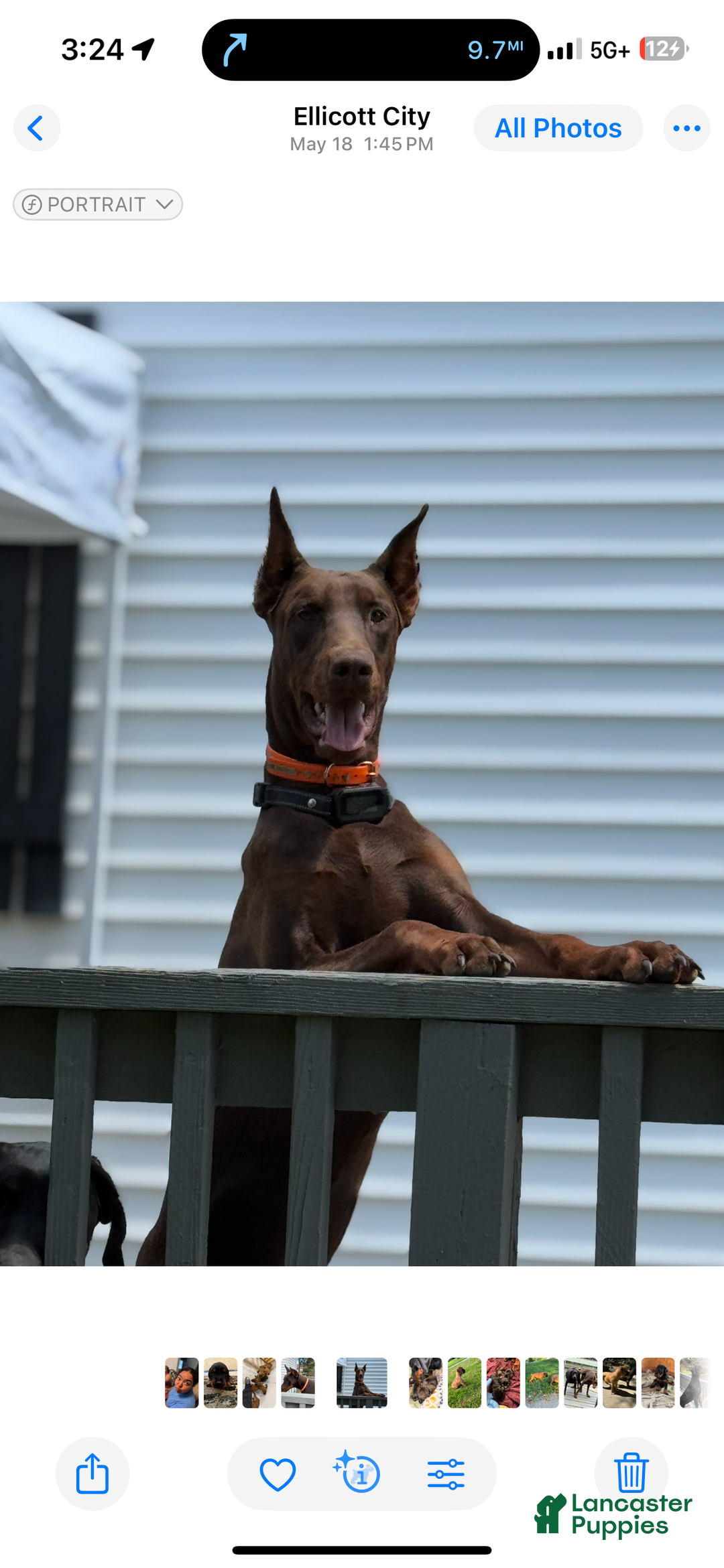 Doberman Pinscher dogs for stud: Sammy’s  - Ad 4