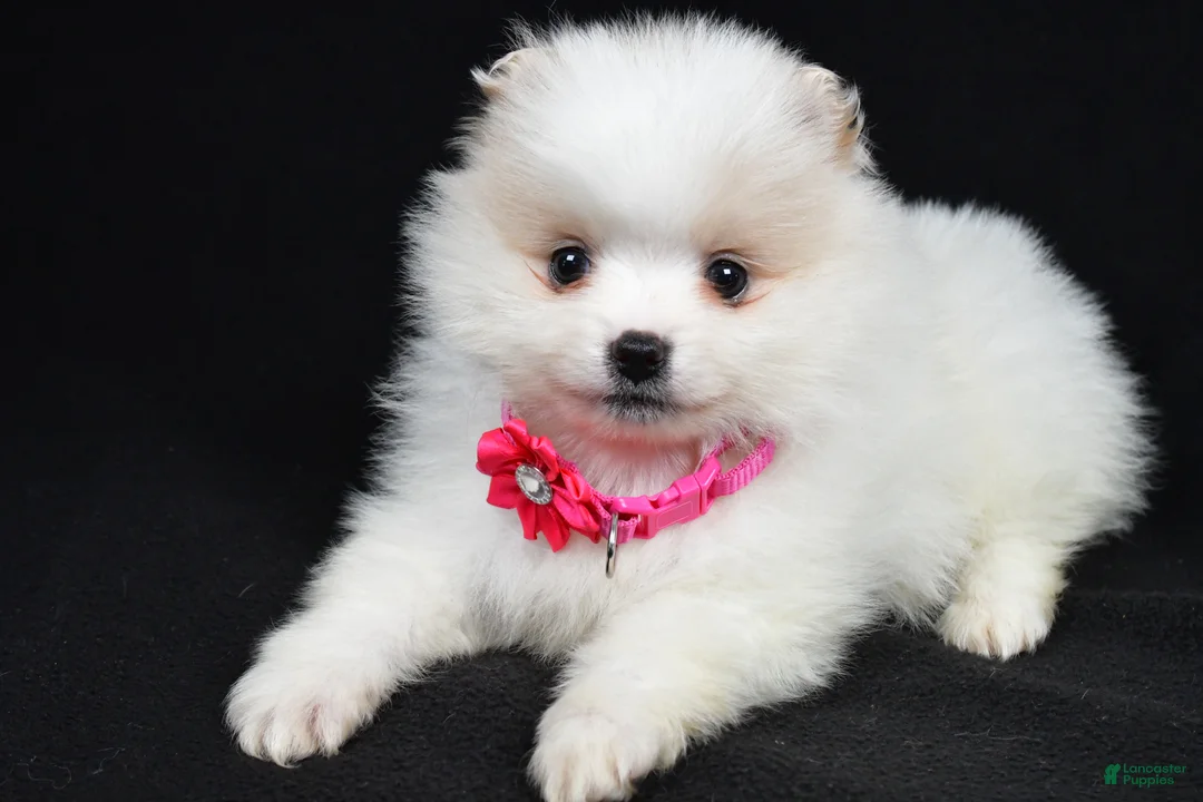 Pomeranian dogs for sale: Pansy - Ad 1