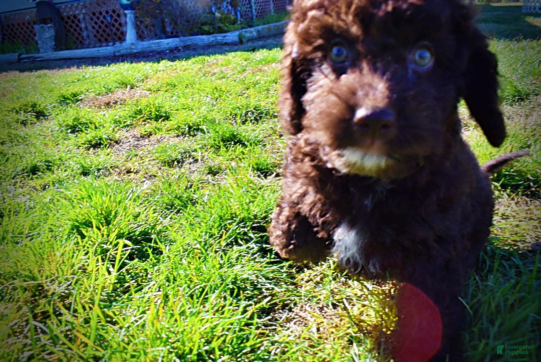 Havapoo dogs for sale: Iggy - Ad 14