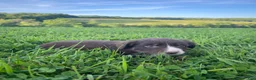 Australian Shepherd dogs for sale: Heather - Ad 5