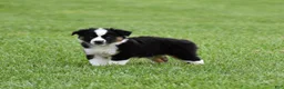 Miniature Australian Shepherd dogs for sale: Cash - Ad 5