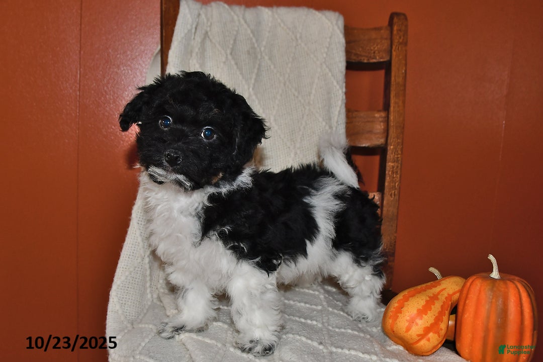 Havanese dogs for sale: Jack  - Ad 11