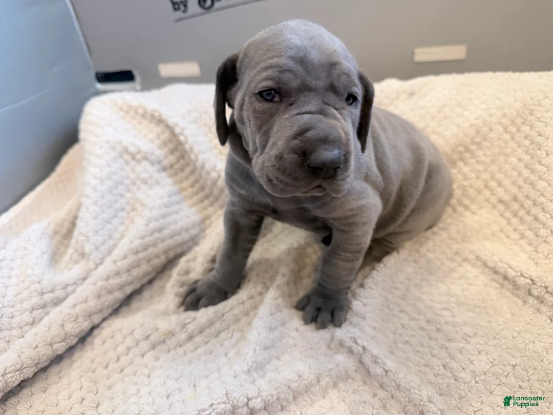 Great Dane dogs for sale: Pink Great Dane Girl 1 - Ad 3