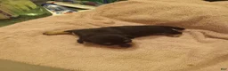 Dachshund dogs for sale: Dachshund 2 - Ad 3