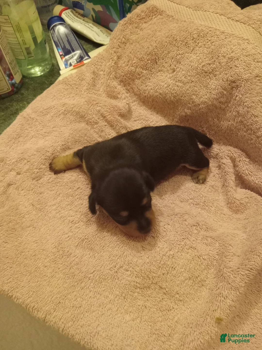 Dachshund dogs for sale: Dachshund 2 - Ad 3