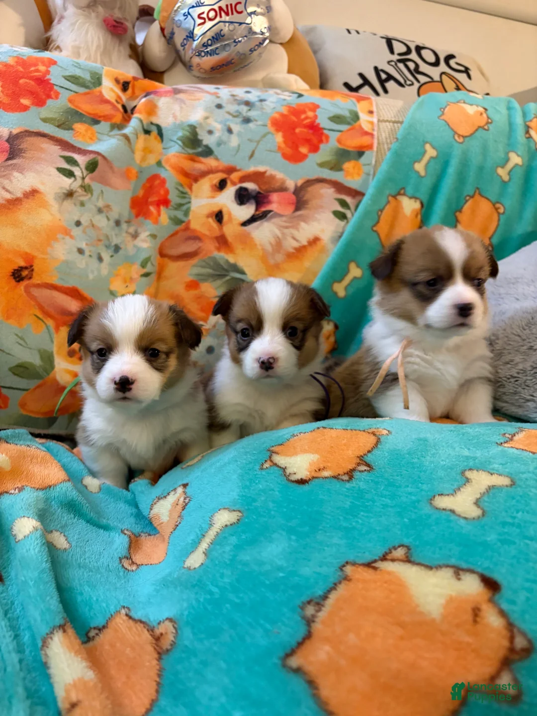 Welsh Corgi Pembroke dogs for sale: Welsh Corgi Pembroke Puppy 6 - Ad 2