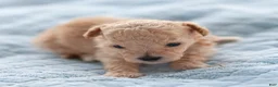 Maltipoo dogs for sale: Teddy Maltipoo  - Ad 3