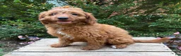 Goldendoodle dogs for sale: Arielle - Ad 4