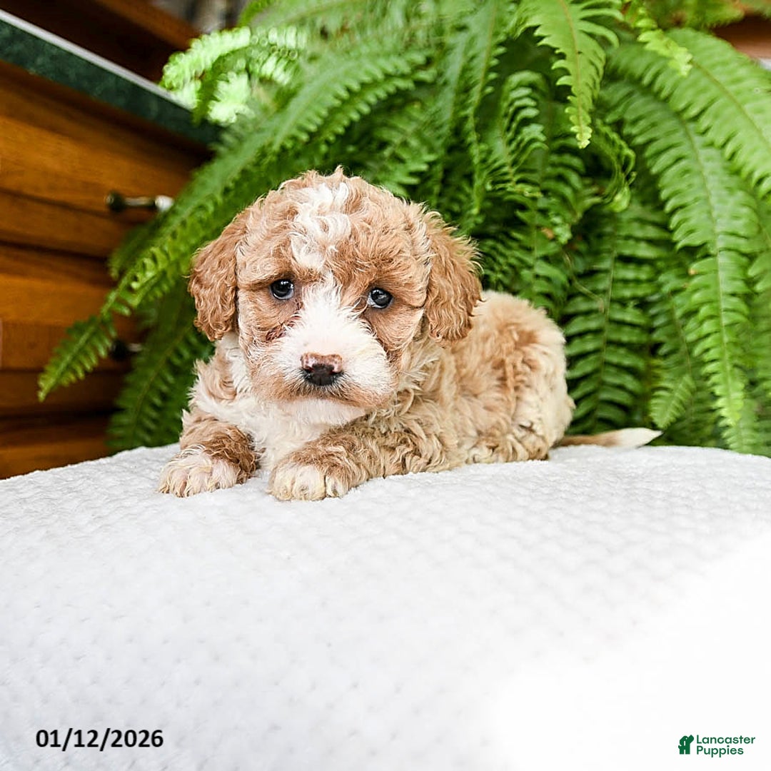 Bichpoo dogs for sale: Latchia - Ad 2