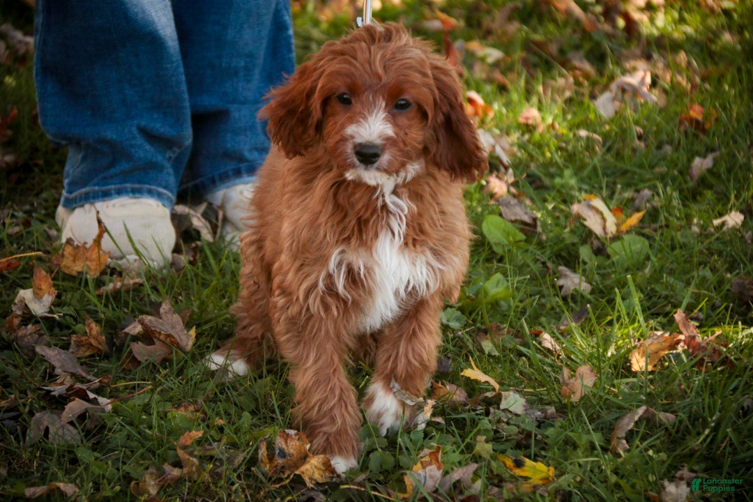 Cavapoo dogs for sale: Avery Cavapoo  - Ad 2