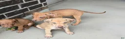 Rhodesian Ridgeback dogs for sale: Pink Girl - Ad 7