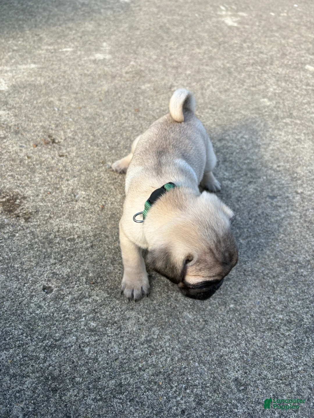Pug dogs for sale: Pug Puppy 2 green - Ad 1
