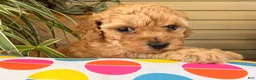 Toy Poodle dogs for sale: Madrick  - Ad 3