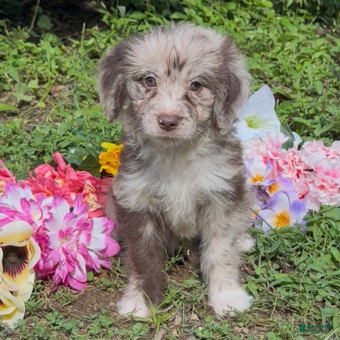 Mini Goldendoodle dogs Ariel - Ad 2