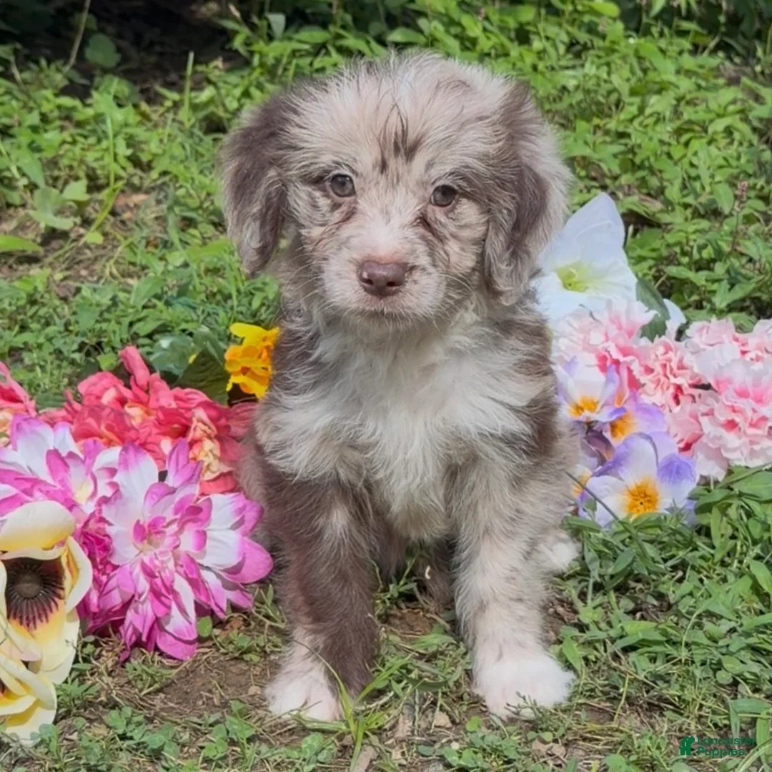 Mini Goldendoodle dogs for sale: Ariel - Ad 2
