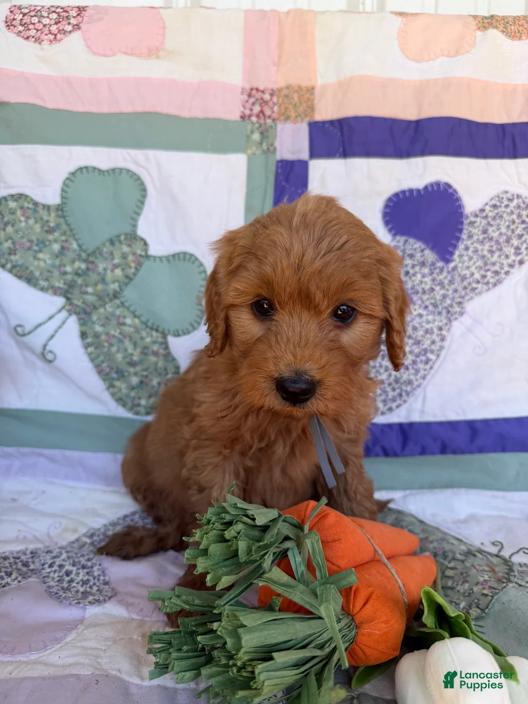 Mini Goldendoodle dogs for sale: Mini Goldendoodle Puppy 5 - Ad 2