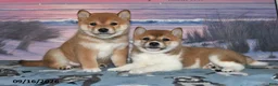 Shiba Inu dogs for sale: Kristi - Ad 3