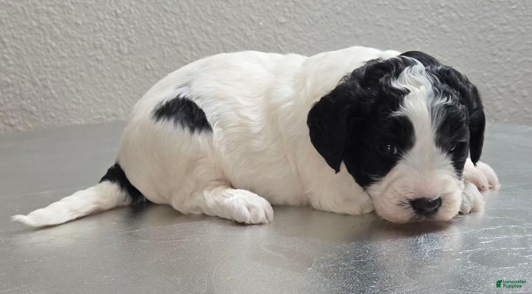 Mini Goldendoodle dogs for sale: Molly - Ad 3