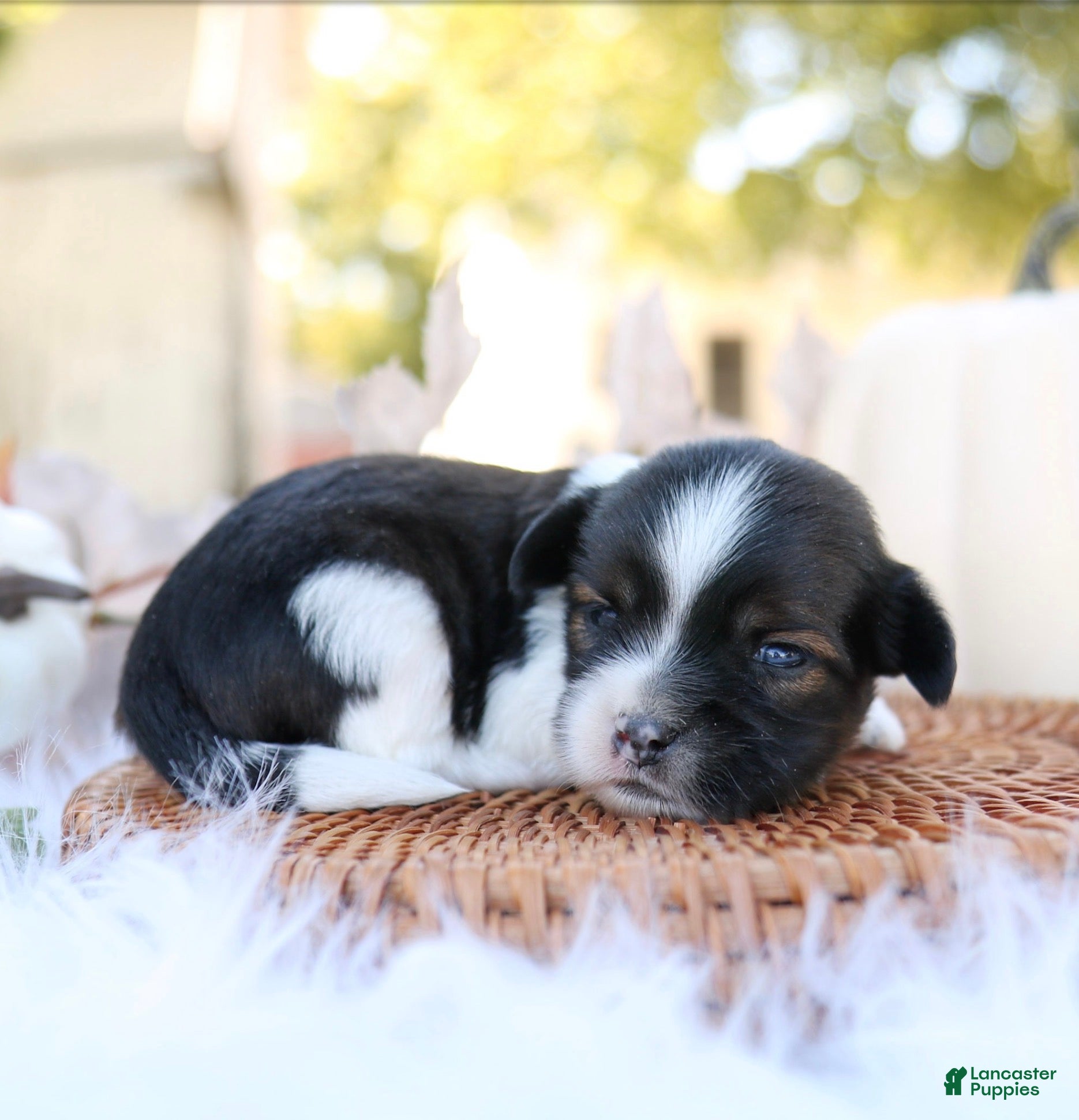 Mixed Breed dogs for sale: Lenny Shiweenie - Ad 39