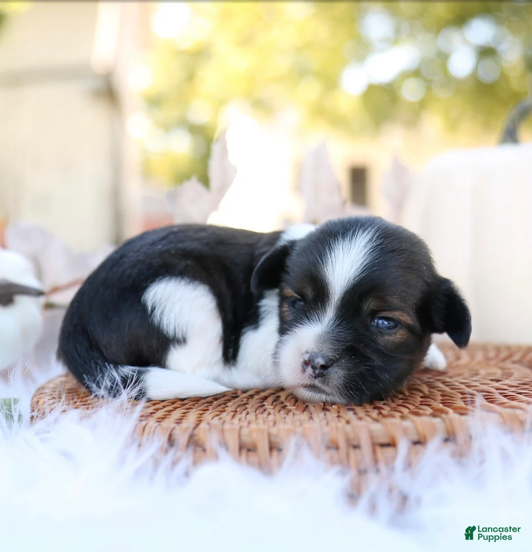 Mixed Breed dogs for sale: Lenny Shiweenie - Ad 1