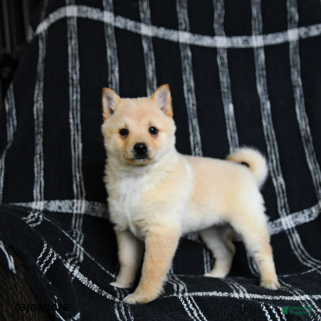 Schipperke dogs for sale: Fifi - Ad 1