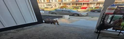 American Bully dogs for sale: American Bully 2 - Ad 3