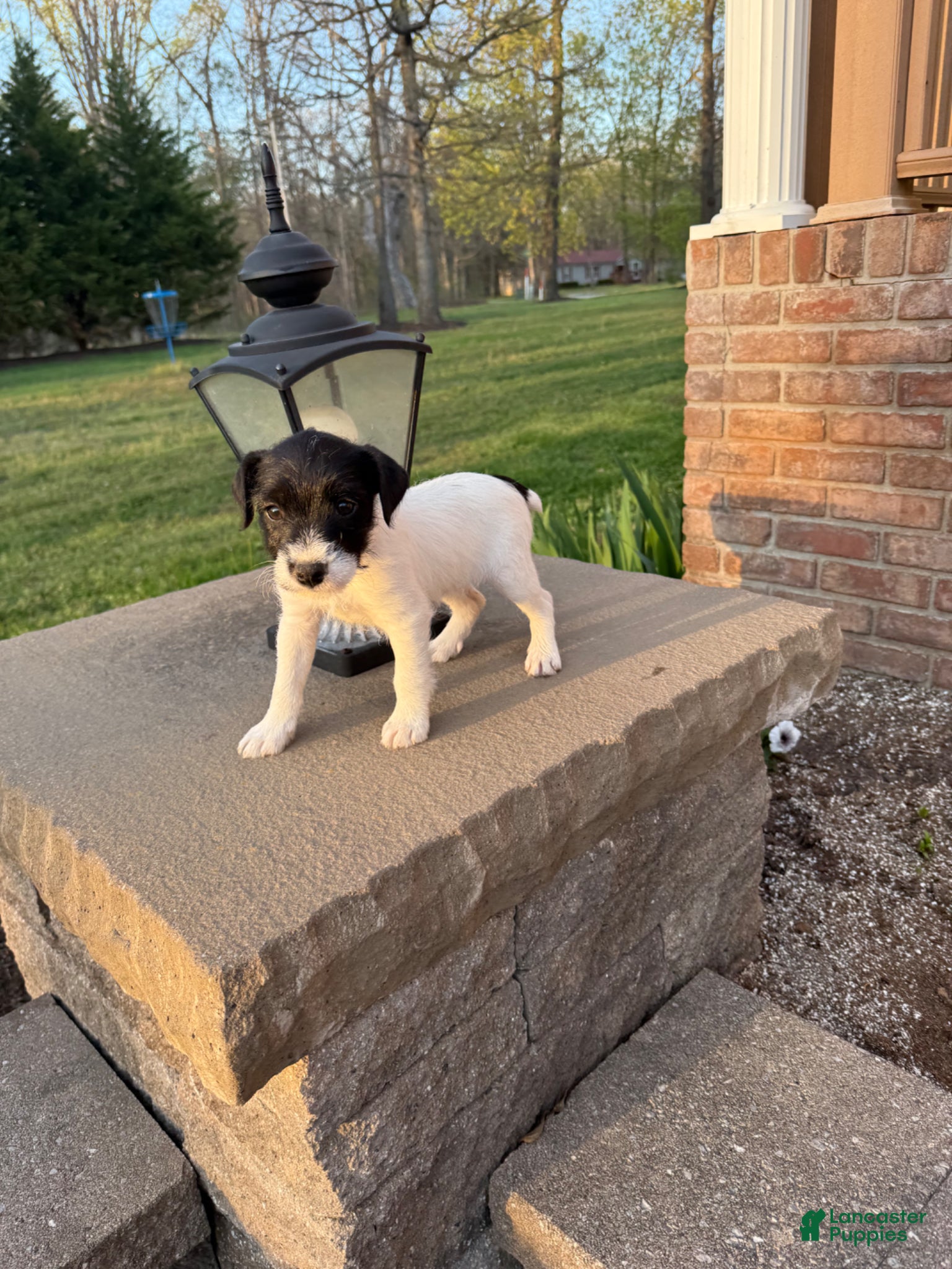 Jack Russell Terrier dogs Jrtca Daisy - Ad 1