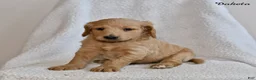 Goldendoodle dogs for sale: Dakota - Ad 4