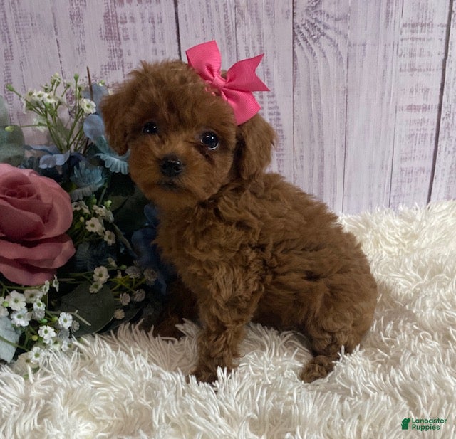 Toy Poodle dogs Pixie- tiny - Ad 2