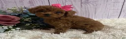 Toy Poodle dogs for sale: Pixie- tiny - Ad 2