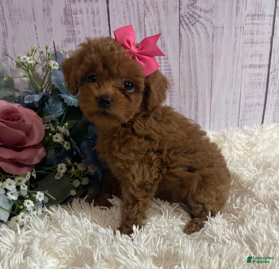 Toy Poodle dogs for sale: Pixie- tiny - Ad 2