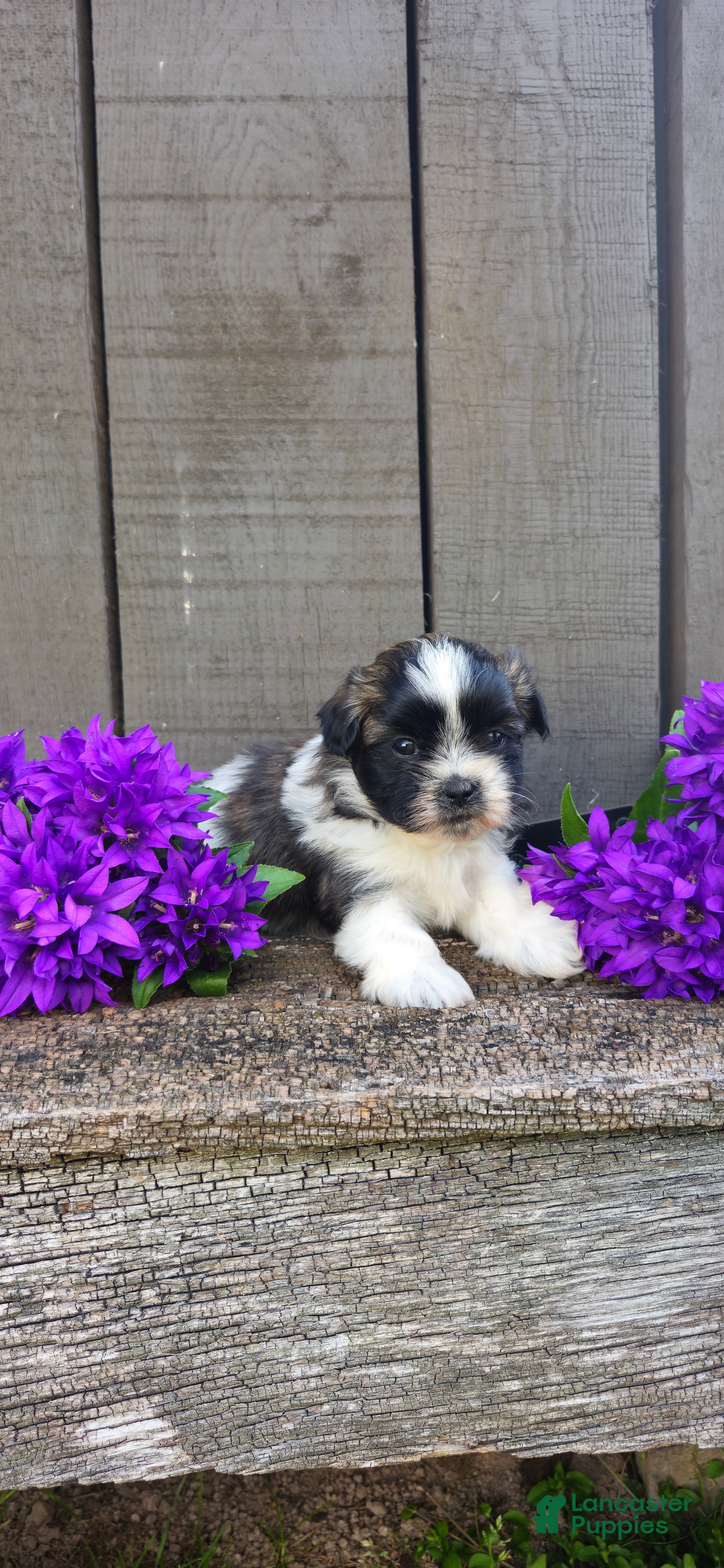 Teddy Bear dogs Rambo - Ad 2