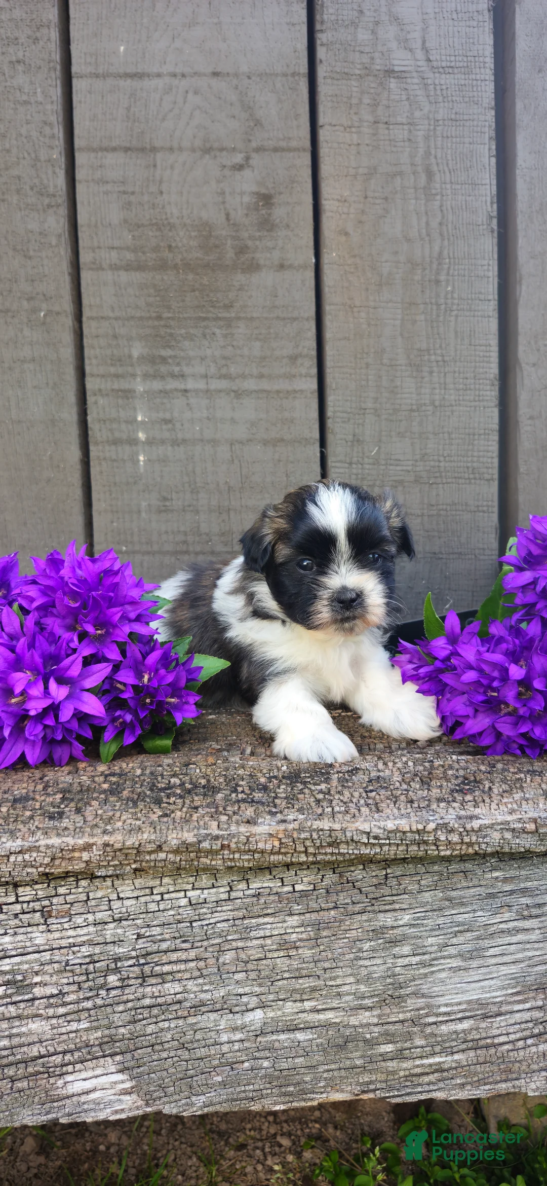 Teddy Bear dogs for sale: Rambo - Ad 2