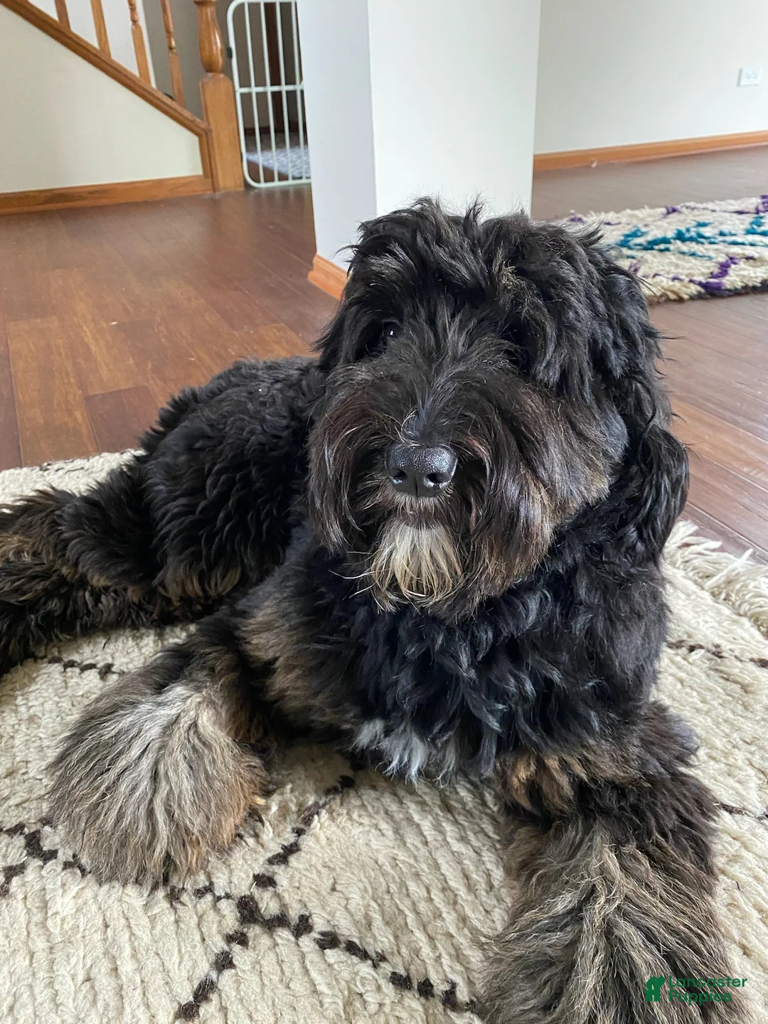 Mixed Breed dogs for sale: Female # 5 English  Shepherd Doodle  - Ad 10