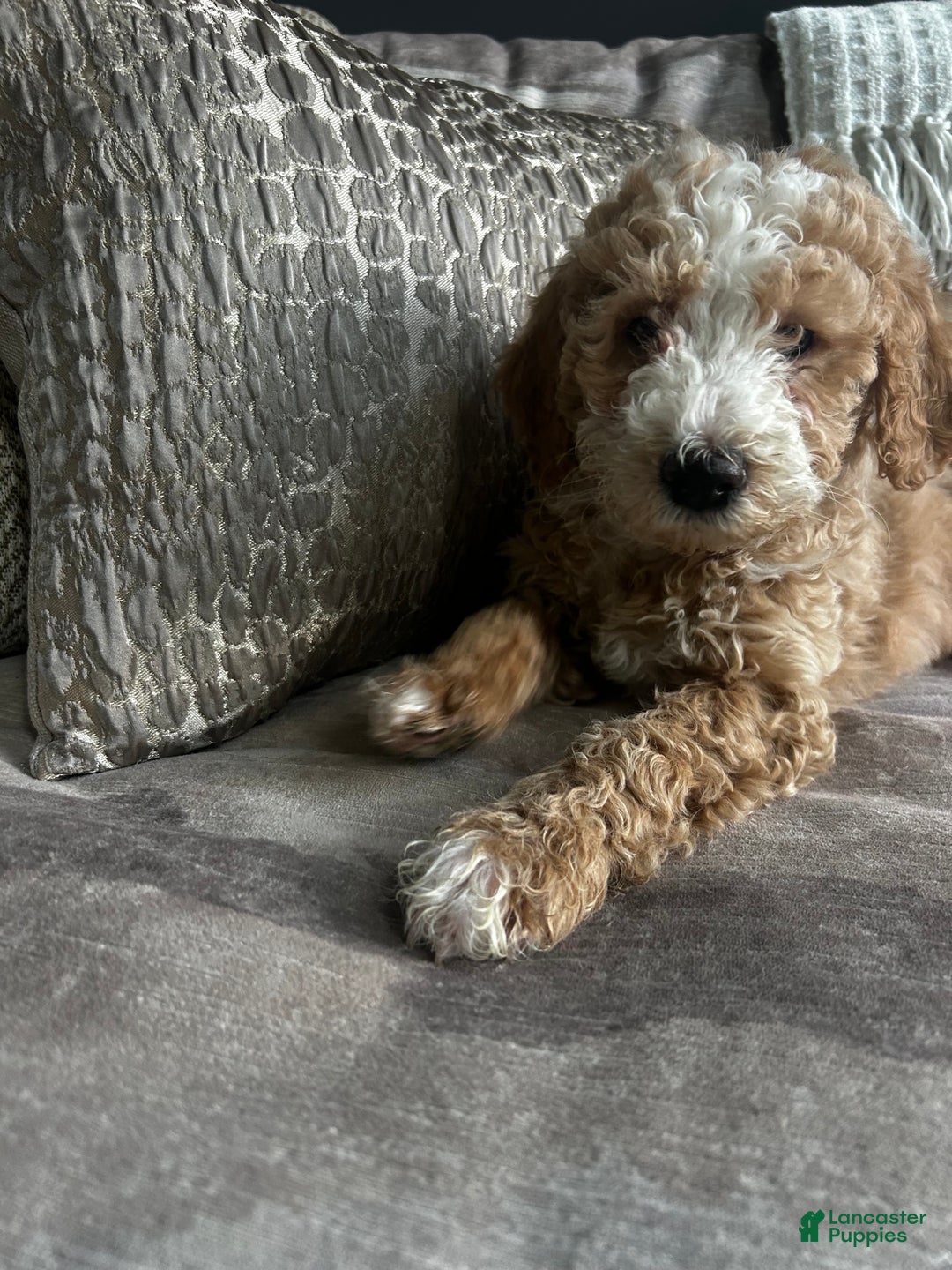 Aussiedoodle Puppies for sale in Chambersburg, Pennsylvania